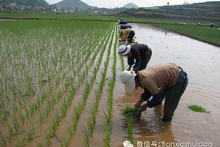 水稻分蘖期的田间管理
