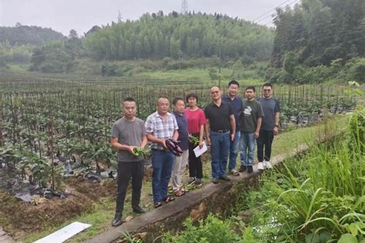 叶面肥厂家哪个做的最好？