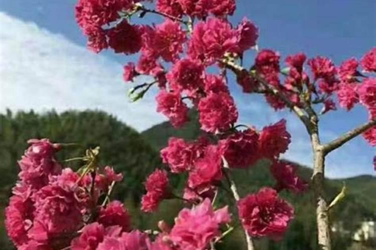 种植樱桃需要什么条件？