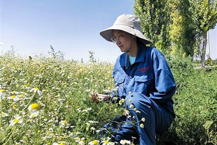 种植中药材,为什么要科学施肥