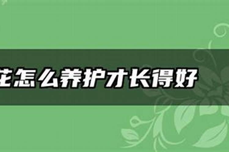 磷酸二氢钾可以浇茶花吗