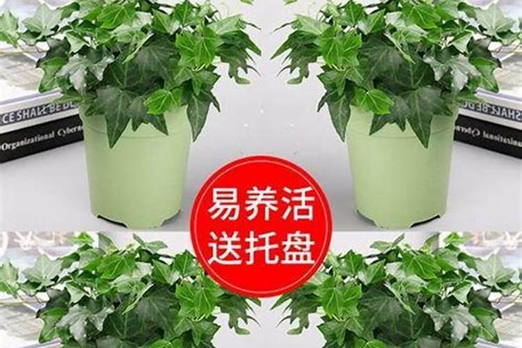 如何正确给蔬菜施加钙肥？