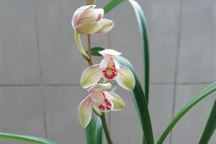 6月份建兰开花后该如何养护管理