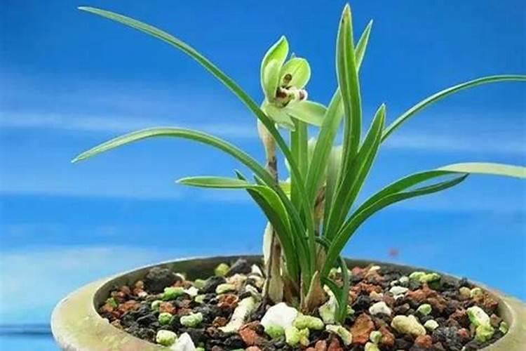 6月份建兰开花后该如何养护管理？