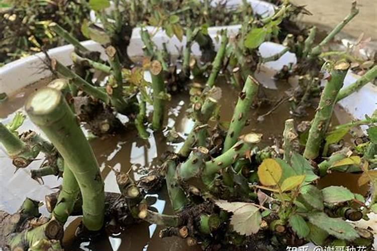 月季裸根种植方法 月季裸根种植方法和注意事项