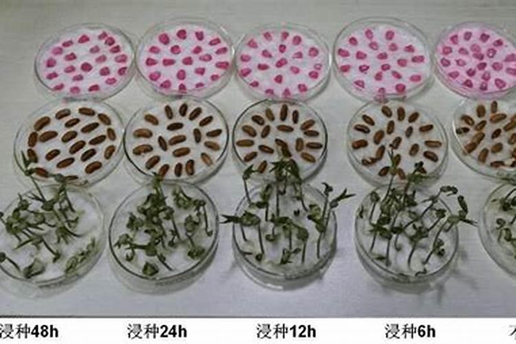 常见钾肥有哪些,钾肥咋施才好,施用技巧及注意事项