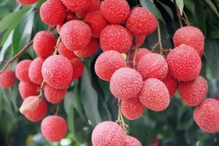 西瓜结果了需要施什么肥料