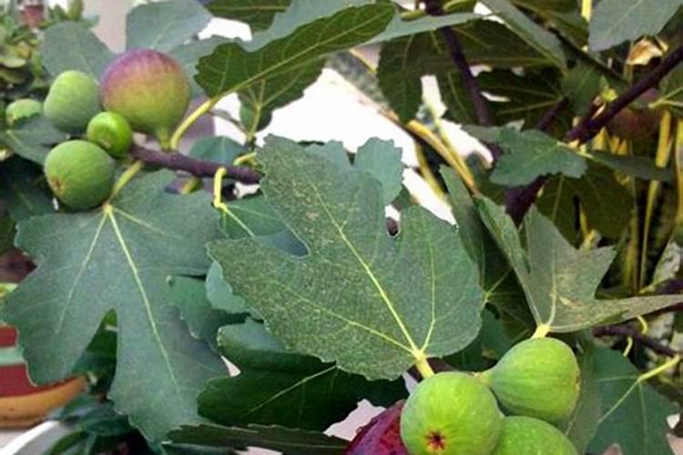 无花果树缺磷有哪些症状和补救措施？