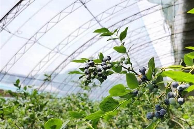 蓝莓施肥用什么肥料最好 种蓝莓用肥正确长得快