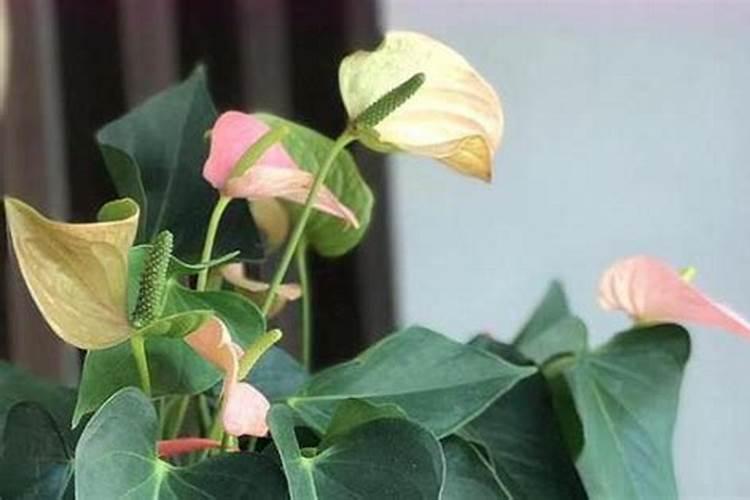 红掌花心变绿什么原因