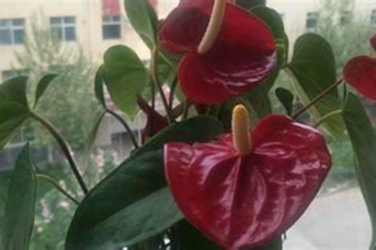 红掌的花逐渐变绿的原因