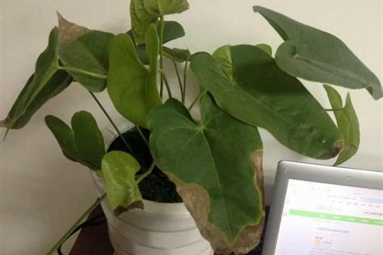 红掌花浇什么肥料合适