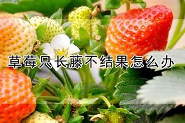一亩草莓浇了26公斤钾肥多吗？要如何补救