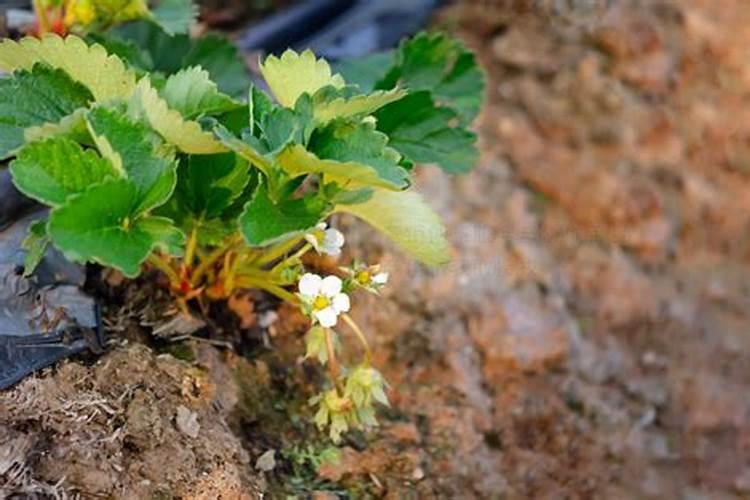 草莓开花前期用什么肥