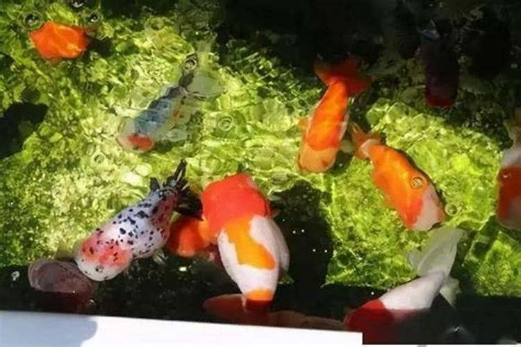 鱼塘施肥方法和注意事项鱼塘如何施肥以及注意事项