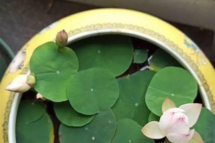 碗莲可以施尿素肥吗