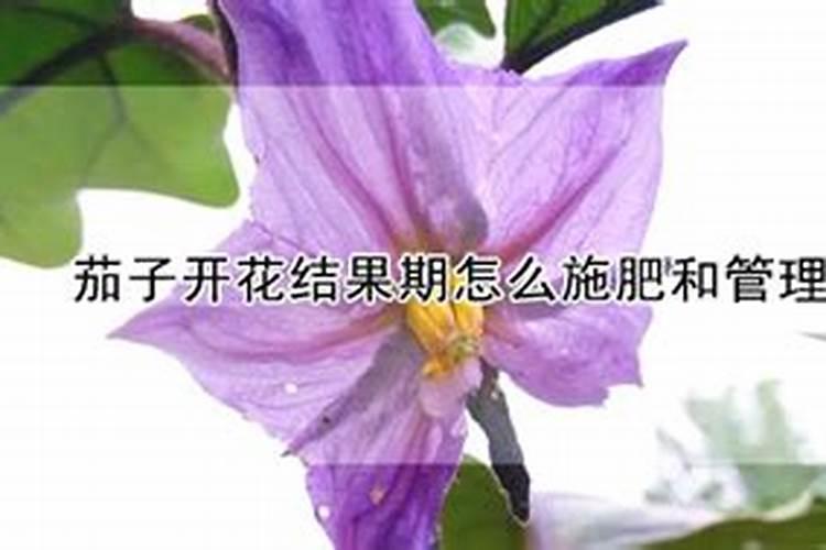 茄子开花结果期怎么施肥和管理