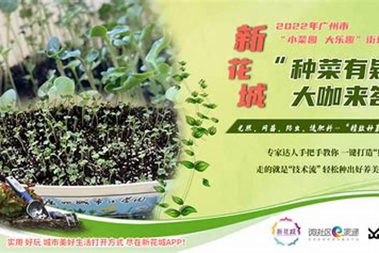 刚栽的菜苗应怎么浇水和追肥