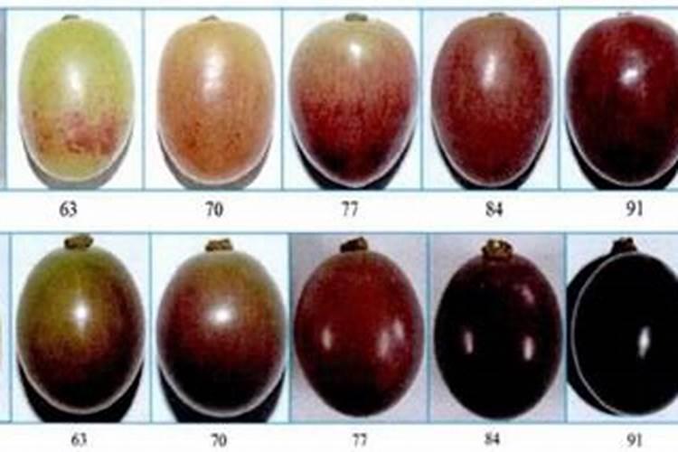 葡萄补硼的最佳时期