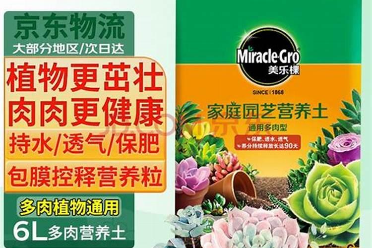 什么绿植好养活