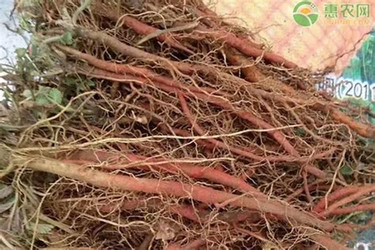 白露以后还能给丹参施肥吗？