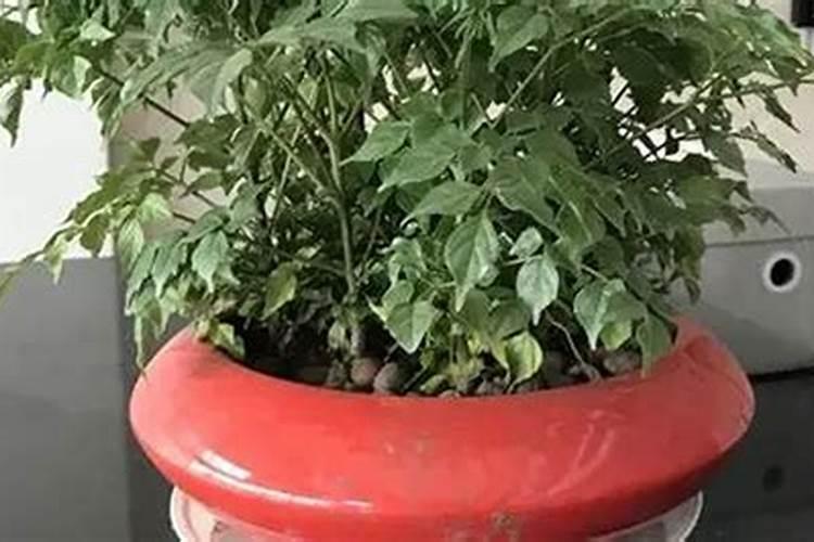 幸福树怎么养才长得好