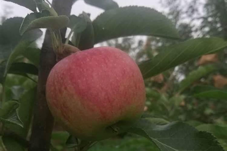 苹果用什么水溶肥好