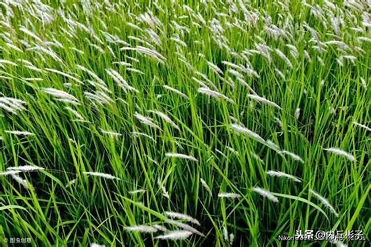 多肉夏天可以施肥吗 用什么肥料比较好