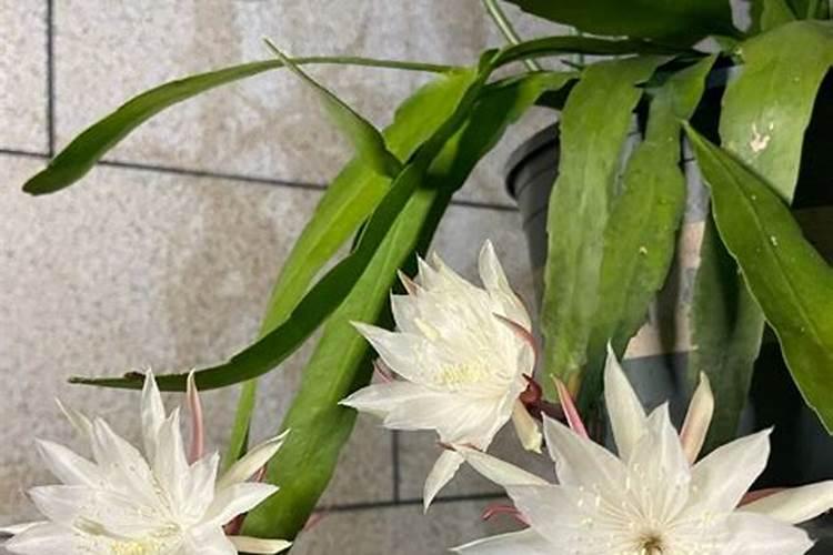 昙花怎么养才开花,5个步骤使其快速开花