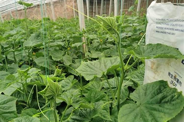 黄瓜保花保果用哪种水溶肥效果好？黄瓜结果期需要用什么肥料？