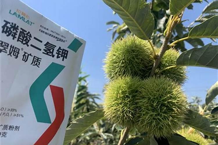 板粟二次澎大期用什么调节剂效果好