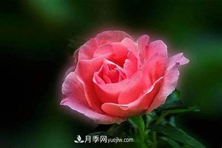月季花叶子卷曲怎么办(月季叶子卷曲的原因)