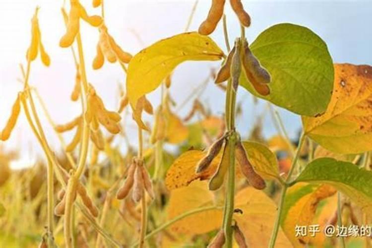 大豆需肥规律 如何追肥 怎么施肥