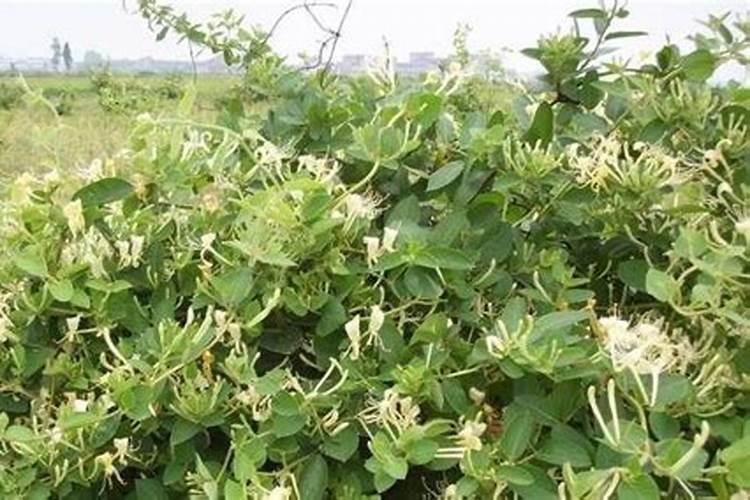 金银花缓苗后多久开始施肥