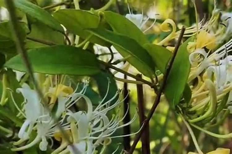 金银花什么时候移栽,春秋两季移栽最好(注意控水施肥)