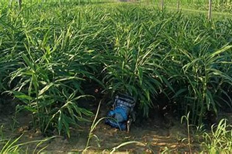 大姜种植后头两次浇水应怎么冲施肥料？