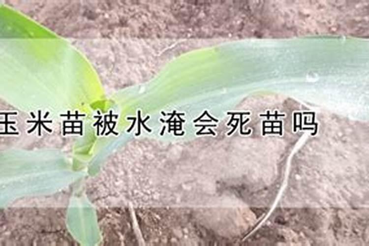 玉米受涝灾后打什么叶面肥好