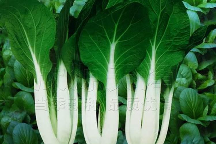 冬天种青菜用什么肥 附种植方法