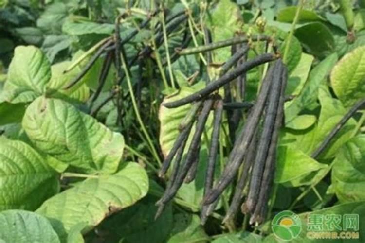 种绿豆用什么肥料好