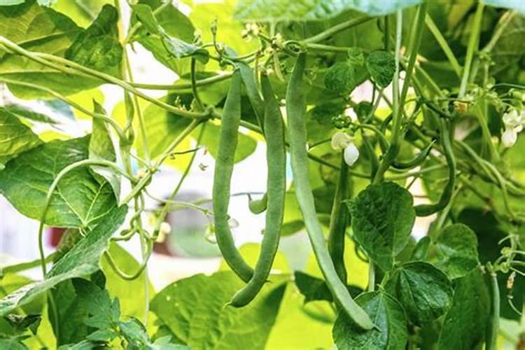 绿豆底肥放什么肥好(底肥施用方法)