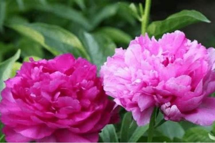 芍药花春天发芽施什么肥