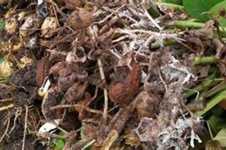 种植番薯需要施肥吗