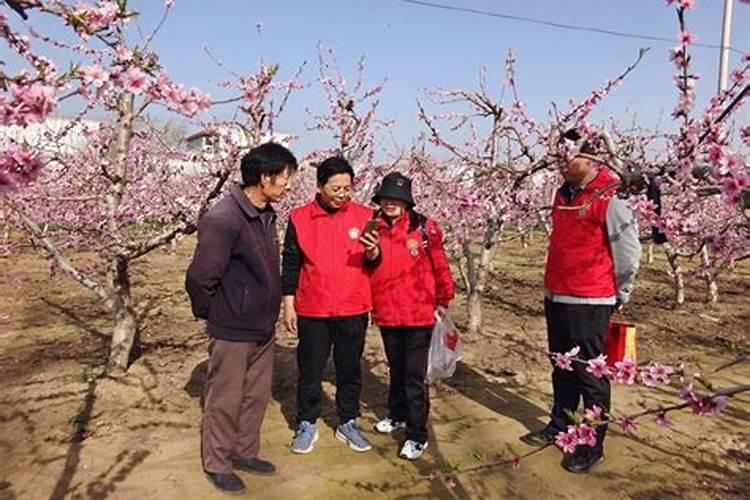 黄桃树施肥时间和方法