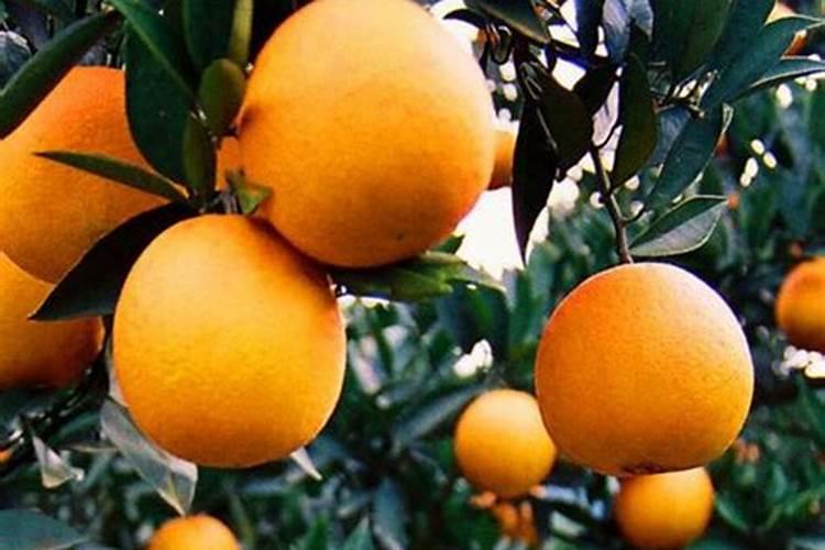 夏橙没摘可以打硼肥吗