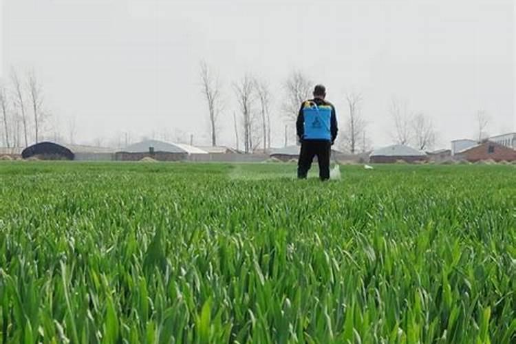 小麦打过除草剂几天可以打叶面肥