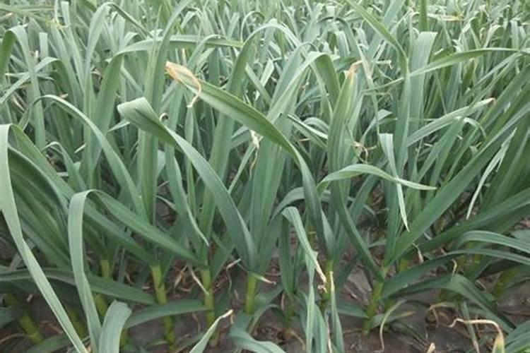 柑橘新梢发黄,老叶正常,是什么原因造成的？