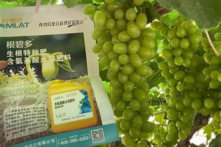 芸苔素叶面肥哪种最好