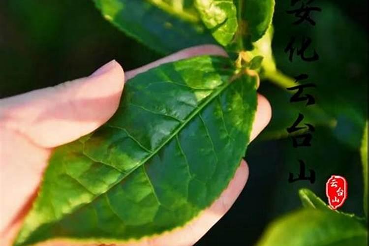 哪个牌子的叶面肥效果最好。
