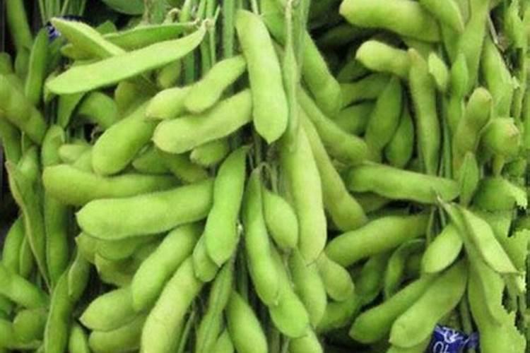 毛豆施什么肥好
