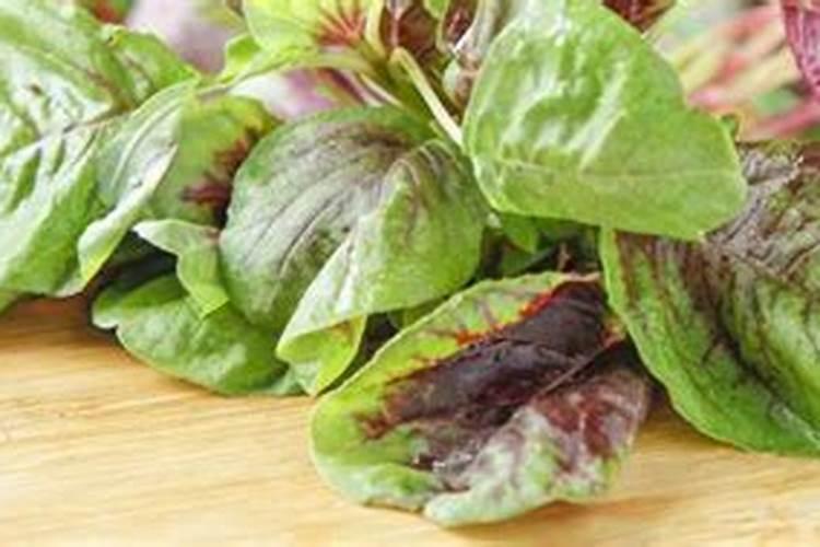 苋菜喜欢什么肥料